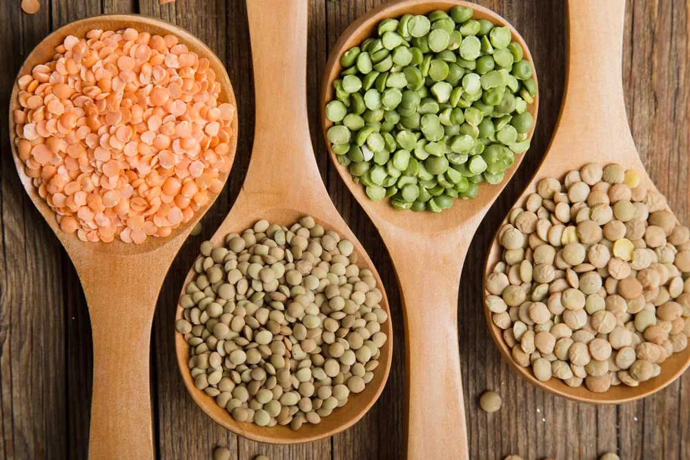 Vegan & Plant-Based